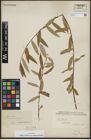 Foto von Salix alba subsp. micans (Andersson) Rech. f.